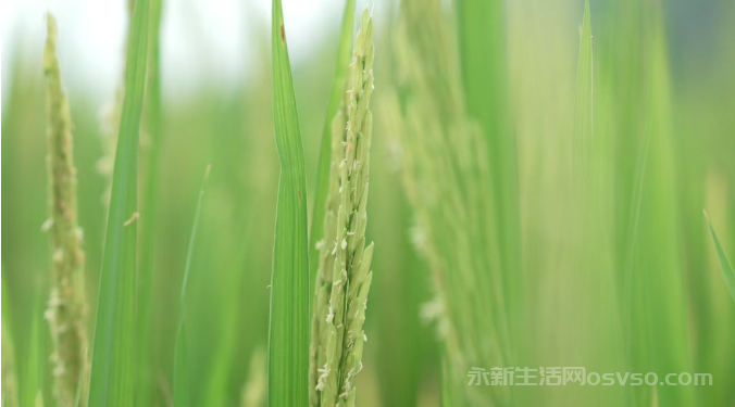 永新：21.78万亩中稻进入灌浆期 无人机飞防助力稳产增收