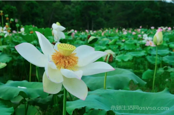 永新县在中乡斜陂村百亩荷塘迎来最佳观赏期