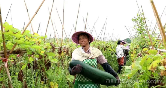 永新莲洲乡黄门村180亩黑皮冬瓜迎来丰收季 “致富瓜”铺就振兴路