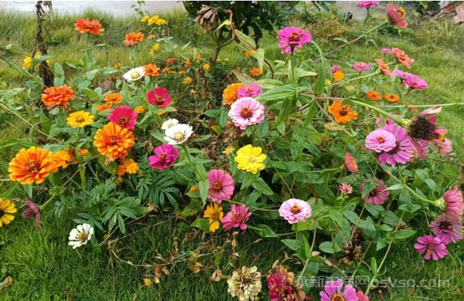 想您，在每一个富足的日子图1