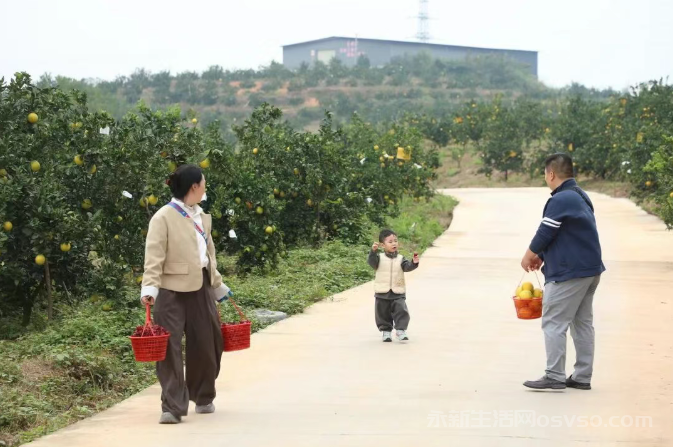永新:万亩脐橙抢“鲜”上市 串起甜蜜产业链