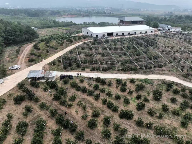 永新:万亩脐橙抢“鲜”上市 串起甜蜜产业链