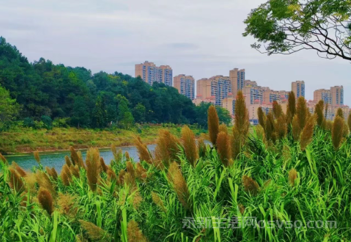 永新湿地公园:秋日湿地 色彩斑斓