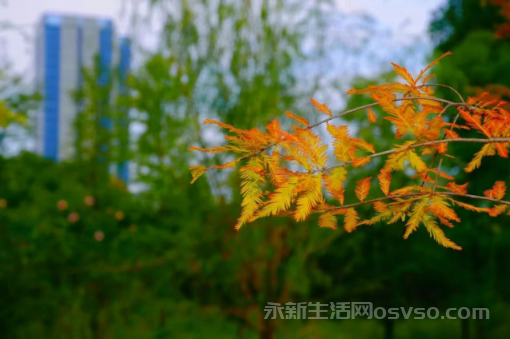 永新湿地公园:秋日湿地 色彩斑斓