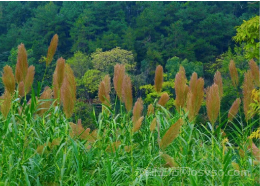 永新湿地公园:秋日湿地 色彩斑斓
