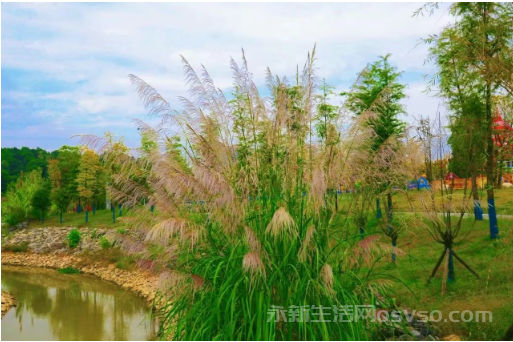 永新湿地公园:秋日湿地 色彩斑斓