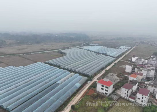 永新县莲洲乡:“红美人”柑橘迎丰收 硕果盈枝开启甜蜜篇章