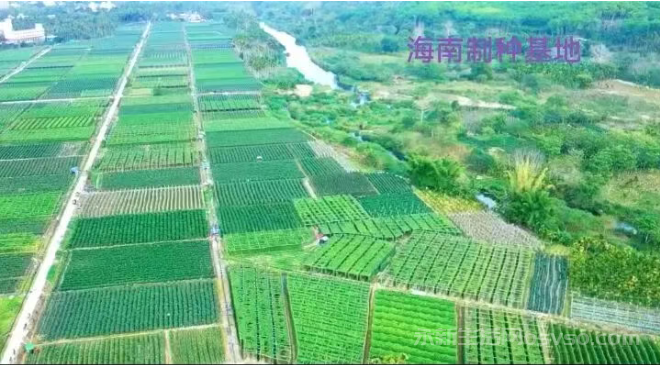 种子情结:一段永不停息的耕耘