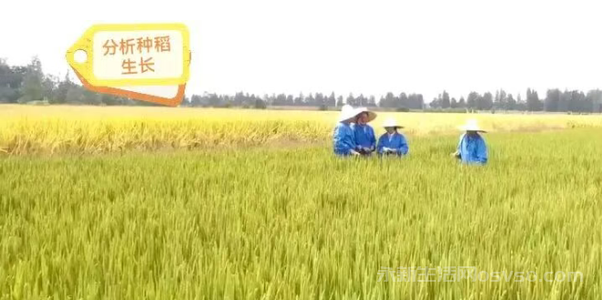 种子情结:一段永不停息的耕耘