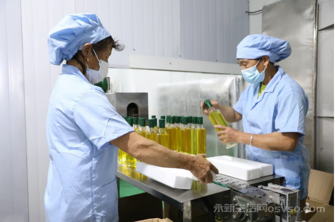 永新：15万亩油茶喜获丰收 “金色茶果”铺就致富路图2