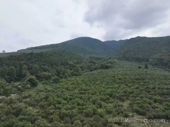 永新：15万亩油茶喜获丰收 “金色茶果”铺就致富路图3