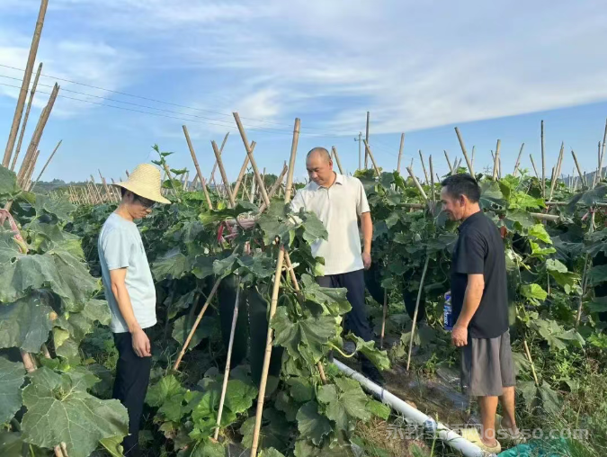 杨桥村黑皮冬瓜喜摘“致富果” 壮大集体经济绘就振兴景