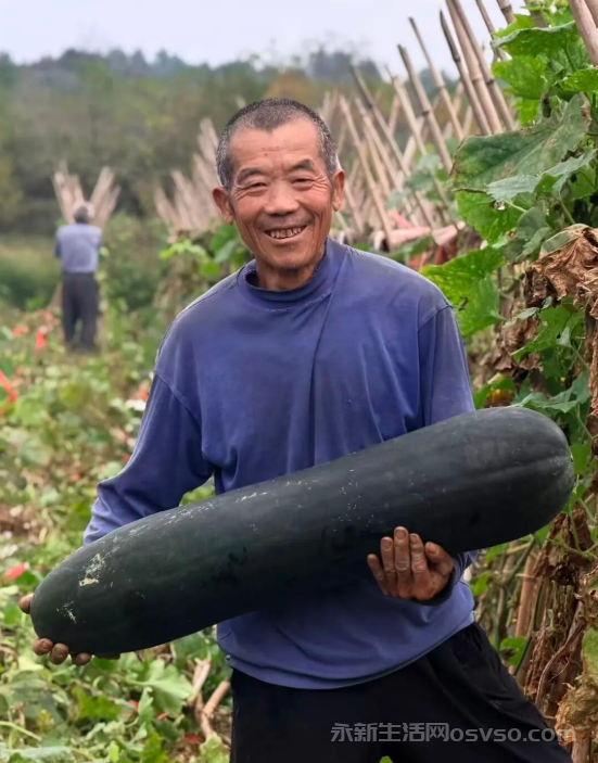 杨桥村黑皮冬瓜喜摘“致富果” 壮大集体经济绘就振兴景