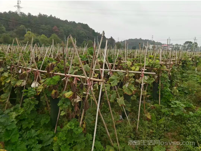 杨桥村黑皮冬瓜喜摘“致富果” 壮大集体经济绘就振兴景