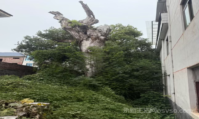 故乡的罗盘树与龙井水