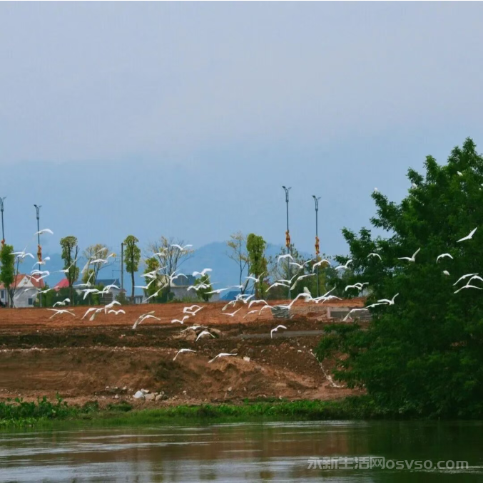 永新县禾水河畔一群白鹭时而展翅高飞