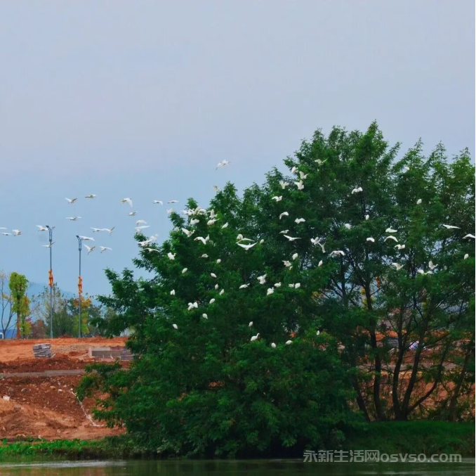 永新县禾水河畔一群白鹭时而展翅高飞