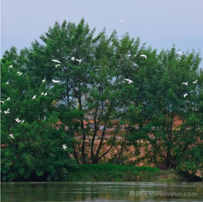永新县禾水河畔一群白鹭时而展翅高飞