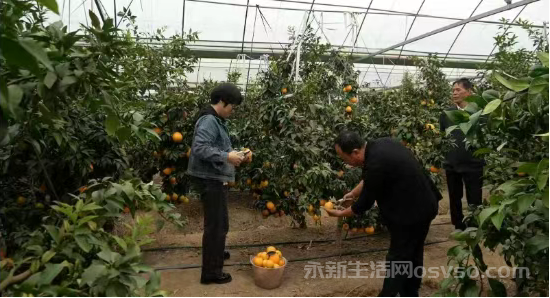 永新县莲洲乡柑橘迎丰收 不少游客闻讯前来体验采摘乐趣图1