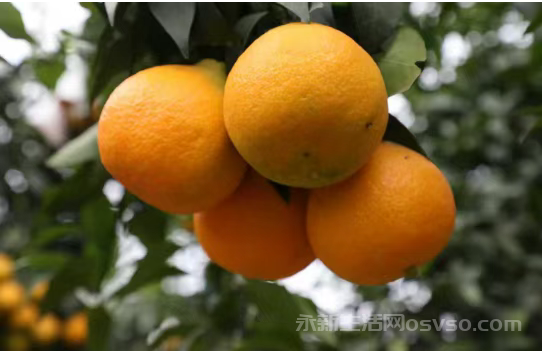 永新县莲洲乡柑橘迎丰收 不少游客闻讯前来体验采摘乐趣图2