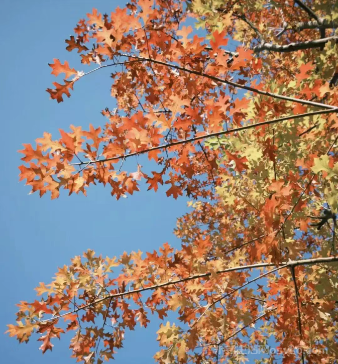 永新近期最低天气仅2℃ 气温骤降增添衣物