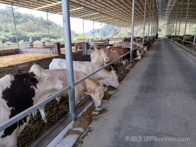 久违了百年的老土鸡