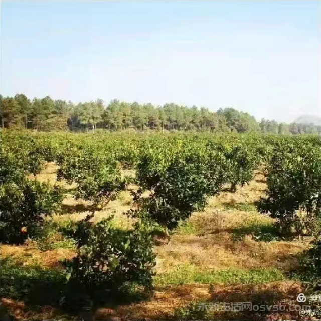 永新县才丰乡洲尾村:60万公斤脐橙向阳成熟红彤彤