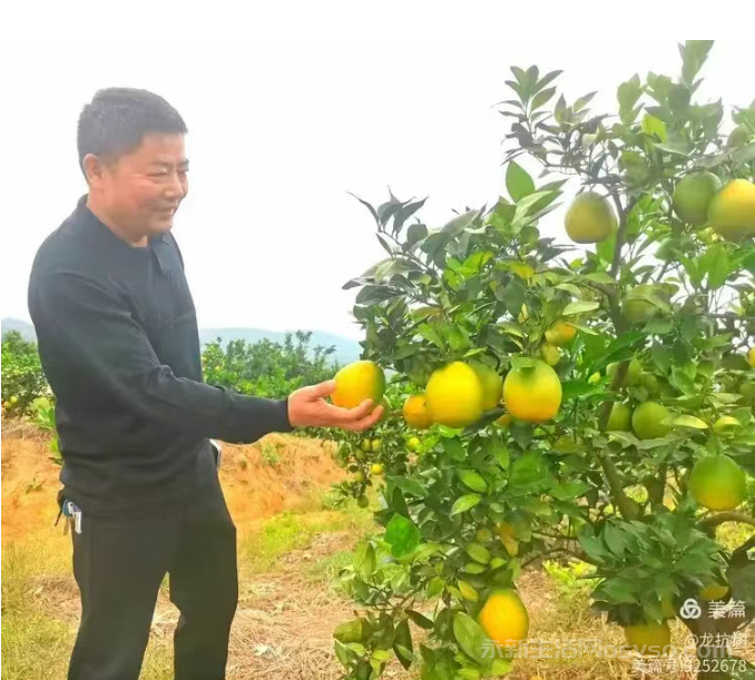 永新县才丰乡洲尾村:60万公斤脐橙向阳成熟红彤彤