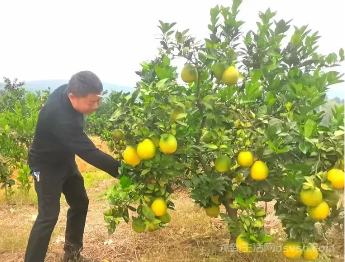 永新县才丰乡洲尾村:60万公斤脐橙向阳成熟红彤彤