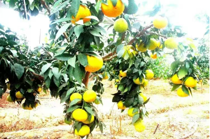 永新县才丰乡洲尾村:60万公斤脐橙向阳成熟红彤彤