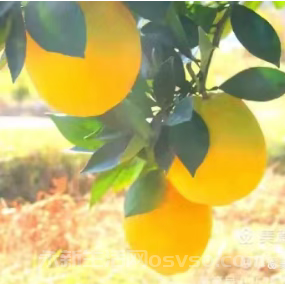 永新县才丰乡洲尾村:60万公斤脐橙向阳成熟红彤彤