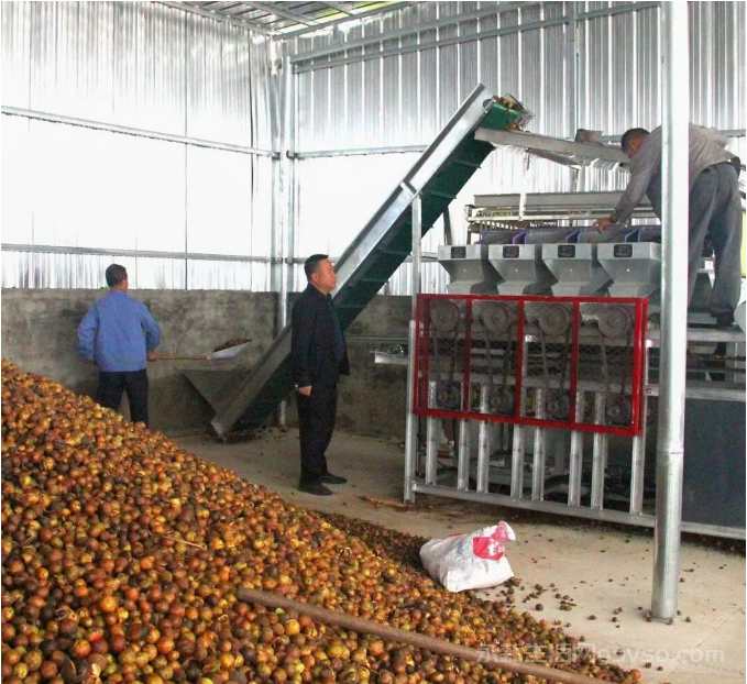 永新石桥镇：科技赋能油茶加工 破解产业瓶颈