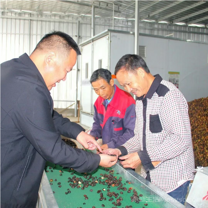 永新石桥镇:科技赋能油茶加工 破解产业瓶颈