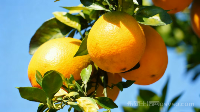 永新:脐橙满枝迎丰收 果农采收正当时