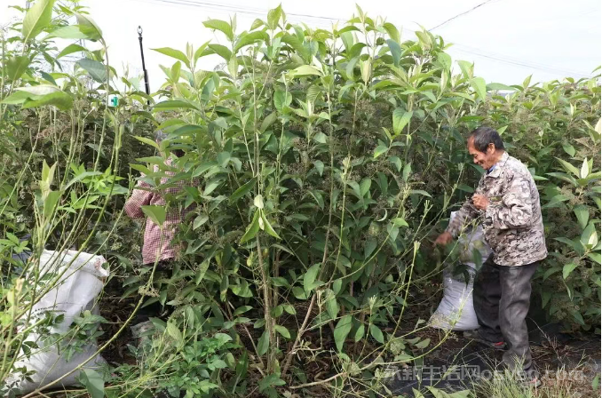 永新县高桥楼镇高桥村60余亩裸花紫珠迎来采收