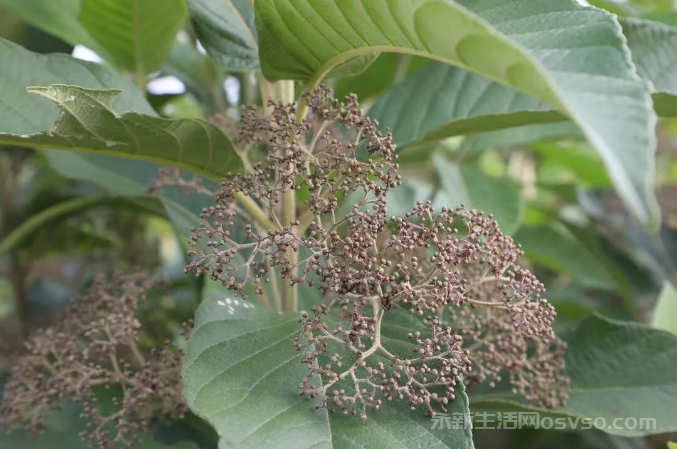 永新县高桥楼镇高桥村60余亩裸花紫珠迎来采收