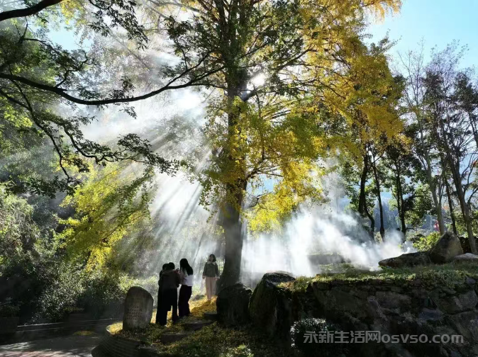 永新县烟阁乡黄竹岭景区:800年古银杏“披金” 冬日美景引客来