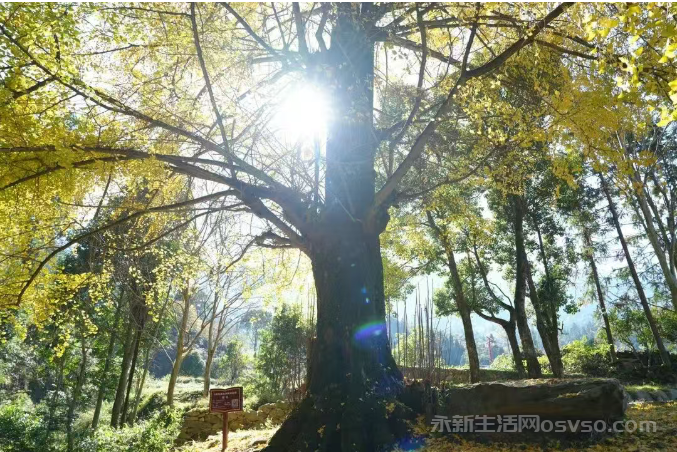 永新县烟阁乡黄竹岭景区:800年古银杏“披金” 冬日美景引客来