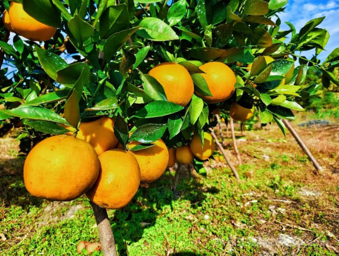 永新县高桥楼镇:脐橙吸引众多游客前来采摘尝鲜