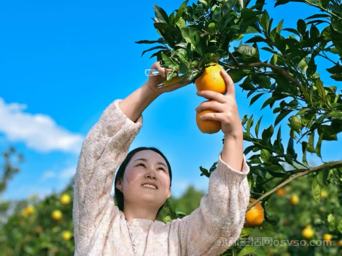 永新县高桥楼镇:脐橙吸引众多游客前来采摘尝鲜