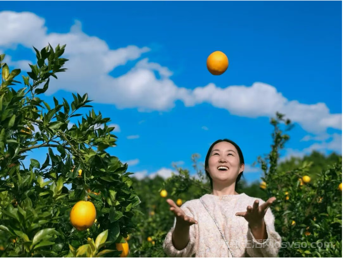 永新县高桥楼镇:脐橙吸引众多游客前来采摘尝鲜