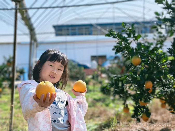 永新县高桥楼镇:脐橙吸引众多游客前来采摘尝鲜
