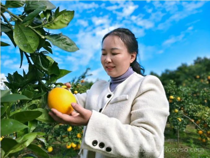 永新县高桥楼镇:脐橙吸引众多游客前来采摘尝鲜