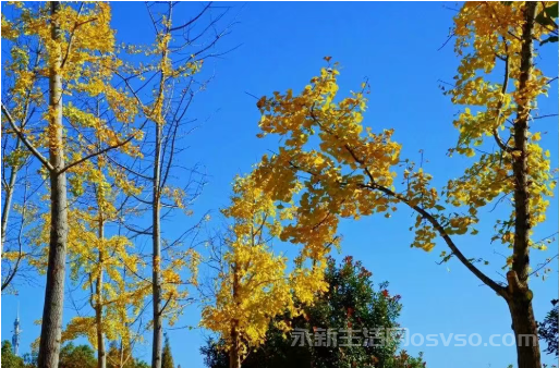 永新：冬色如画