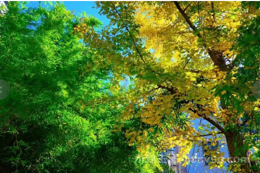 永新：冬色如画