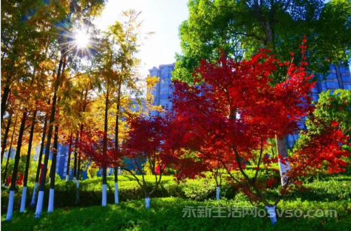 永新：冬色如画