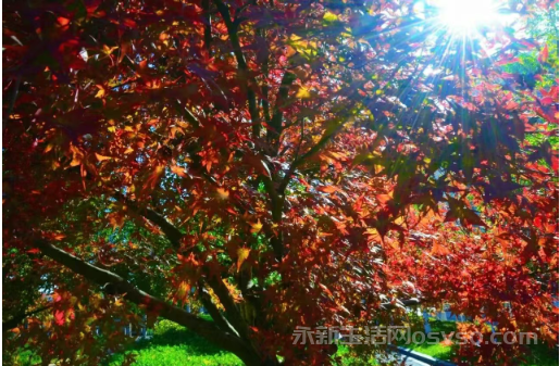 永新：冬色如画