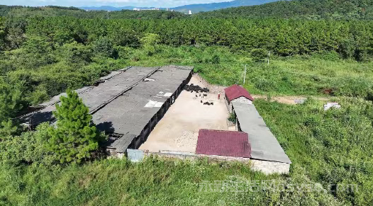 永新县才丰乡：发展特色黑猪养殖为乡村振兴注入新动能