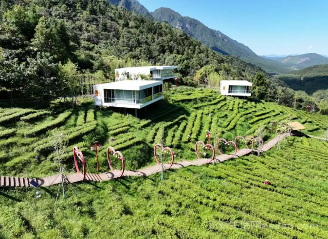 永新：秋茶采摘正当时 茶农旅结合促振兴图1