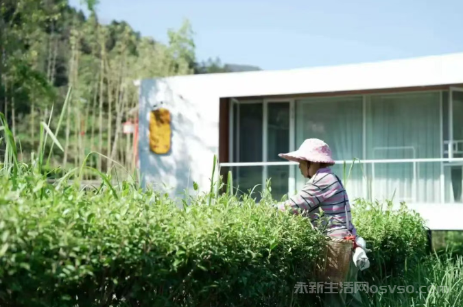 永新：秋茶采摘正当时 茶农旅结合促振兴图2